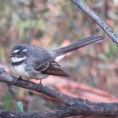 Rhipidura albiscapa (Grey Fantail) at Cotter River, ACT - 11 Sep 2018 by RobParnell