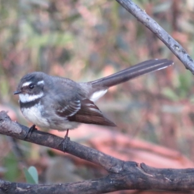 Rhipidura albiscapa (Grey Fantail) at Namadgi National Park - 11 Sep 2018 by RobParnell