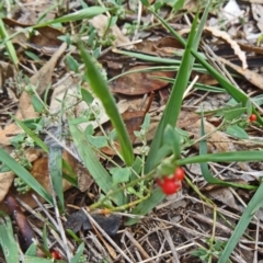 Einadia nutans subsp. nutans (Climbing Saltbush) at Molonglo Valley, ACT - 25 Feb 2015 by galah681