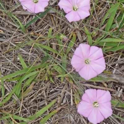 Convolvulus angustissimus subsp. angustissimus (Australian Bindweed) at National Arboretum Woodland - 25 Feb 2015 by galah681