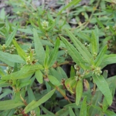 Persicaria prostrata (Creeping Knotweed) at Tennent, ACT - 18 Feb 2015 by michaelb