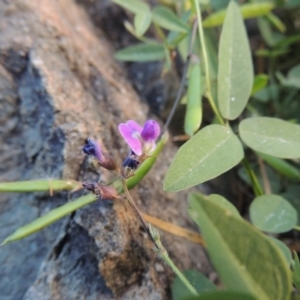 Glycine tabacina at Tennent, ACT - 18 Feb 2015