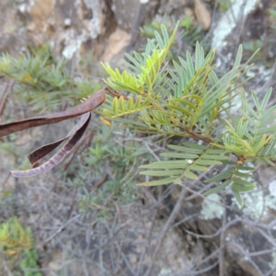 Senna aciphylla (Sprawling Cassia) at Tennent, ACT - 18 Feb 2015 by MichaelBedingfield
