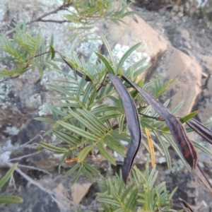 Senna aciphylla at Tennent, ACT - 18 Feb 2015 07:17 PM