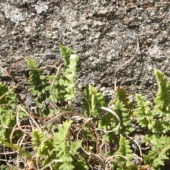 Cheilanthes distans (Bristly Cloak Fern) at Booth, ACT - 25 Feb 2015 by MichaelMulvaney