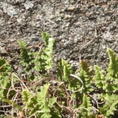 Cheilanthes distans (Bristly Cloak Fern) at Booth, ACT - 24 Feb 2015 by MichaelMulvaney