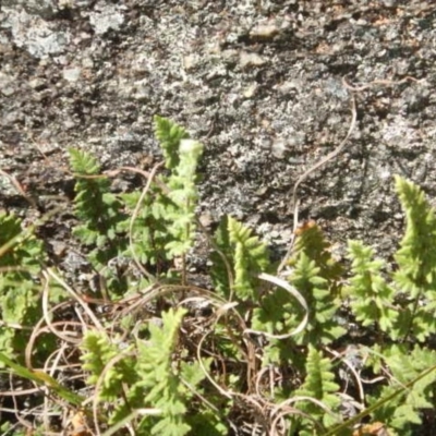 Cheilanthes distans (Bristly Cloak Fern) at Booth, ACT - 25 Feb 2015 by MichaelMulvaney