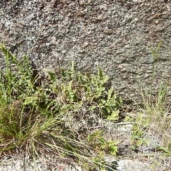 Cheilanthes distans at Booth, ACT - 25 Feb 2015