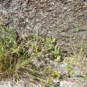 Cheilanthes distans at Booth, ACT - 25 Feb 2015