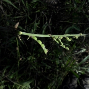 Oxytes brachypoda at Majura, ACT - 1 Mar 2015