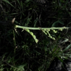 Desmodium brachypodum (Large Tick-trefoil) at Majura, ACT - 1 Mar 2015 by SilkeSma