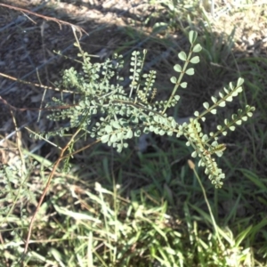 Indigofera adesmiifolia at Majura, ACT - 1 Mar 2015