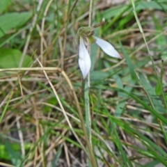 Eriochilus cucullatus (Parson's Bands) at Tidbinbilla Nature Reserve - 28 Feb 2015 by galah681