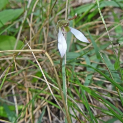 Eriochilus cucullatus (Parson's Bands) at Tidbinbilla Nature Reserve - 28 Feb 2015 by galah681