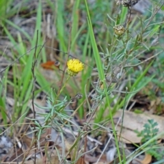 Rutidosis leptorhynchoides (Button Wrinklewort) at Yarralumla, ACT - 28 Feb 2015 by galah681