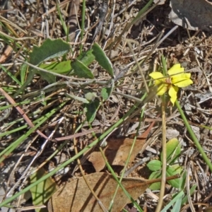 Goodenia hederacea at Yarralumla, ACT - 1 Mar 2015