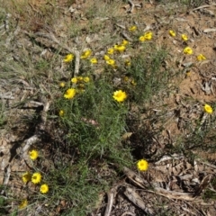 Xerochrysum viscosum (Sticky Everlasting) at Yarralumla, ACT - 1 Mar 2015 by galah681