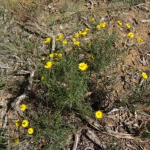 Xerochrysum viscosum at Yarralumla, ACT - 1 Mar 2015 09:55 AM