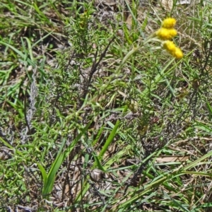 Chrysocephalum semipapposum at Yarralumla, ACT - 1 Mar 2015 09:55 AM