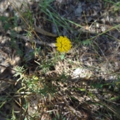 Rutidosis leptorhynchoides (Button Wrinklewort) at Yarralumla, ACT - 1 Mar 2015 by galah681