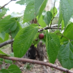 Celtis australis at Yarralumla, ACT - 1 Mar 2015