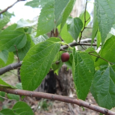 Celtis australis (Nettle Tree) at Yarralumla, ACT - 1 Mar 2015 by galah681