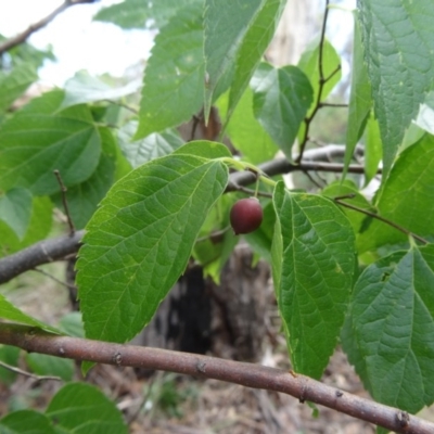 Celtis australis (Nettle Tree) at Yarralumla, ACT - 28 Feb 2015 by galah681