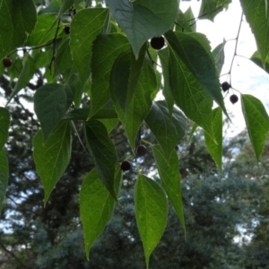 Celtis australis at Yarralumla, ACT - 1 Mar 2015