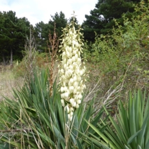 Yucca aloifolia at Jerrabomberra, ACT - 25 Feb 2015 10:25 AM