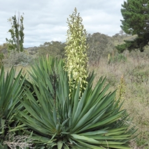 Yucca aloifolia at Jerrabomberra, ACT - 25 Feb 2015