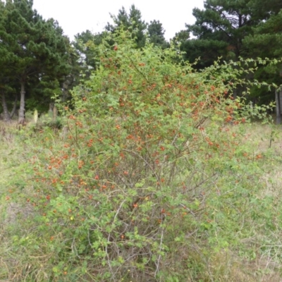 Rosa rubiginosa (Sweet Briar, Eglantine) at Jerrabomberra, ACT - 24 Feb 2015 by Mike