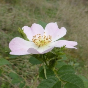 Rosa rubiginosa at Isaacs Ridge - 25 Feb 2015