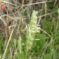 Phalaris aquatica (Phalaris, Australian Canary Grass) at Jerrabomberra, ACT - 25 Feb 2015 by Mike