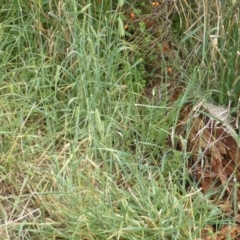 Phalaris aquatica at Jerrabomberra, ACT - 25 Feb 2015