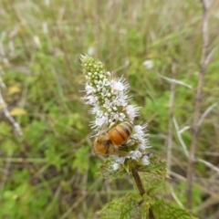 Mentha spicata (Garden Mint) at Isaacs Ridge and Nearby - 24 Feb 2015 by Mike