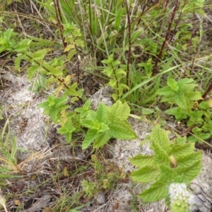 Mentha spicata at Isaacs Ridge - 25 Feb 2015