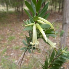 Styphelia triflora (Five-corners) at Isaacs Ridge and Nearby - 24 Feb 2015 by Mike