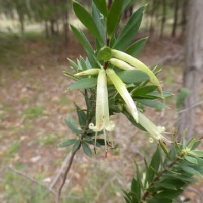 Styphelia triflora (Five-corners) at Jerrabomberra, ACT - 25 Feb 2015 by Mike