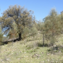 Allocasuarina verticillata (Drooping Sheoak) at Isaacs Ridge - 1 Mar 2015 by Mike