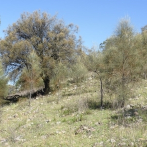 Allocasuarina verticillata at Isaacs Ridge - 1 Mar 2015 02:57 PM