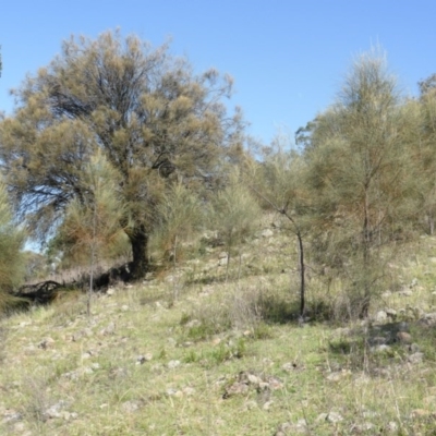 Allocasuarina verticillata (Drooping Sheoak) at Isaacs Ridge and Nearby - 1 Mar 2015 by Mike