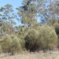 Allocasuarina verticillata at Isaacs Ridge - 1 Mar 2015