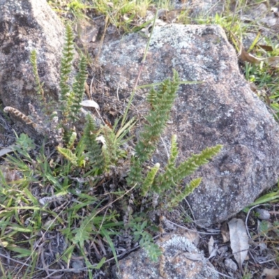 Cheilanthes distans (Bristly Cloak Fern) at Isaacs Ridge and Nearby - 1 Mar 2015 by Mike