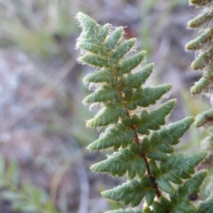 Cheilanthes distans at O'Malley, ACT - 1 Mar 2015