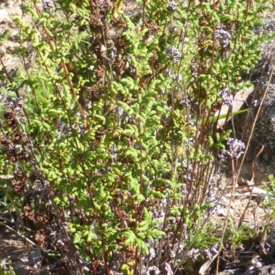 Cheilanthes sieberi (Rock Fern) at Isaacs Ridge and Nearby - 1 Mar 2015 by Mike