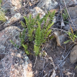 Cheilanthes sieberi at Isaacs Ridge - 1 Mar 2015 03:08 PM