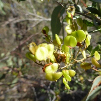 Bursaria spinosa (Native Blackthorn, Sweet Bursaria) at Isaacs Ridge and Nearby - 1 Mar 2015 by Mike