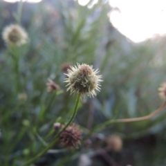 Calotis lappulacea (Yellow Burr Daisy) at Tennent, ACT - 18 Feb 2015 by MichaelBedingfield