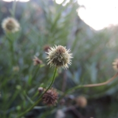 Calotis lappulacea (Yellow Burr Daisy) at Tennent, ACT - 18 Feb 2015 by michaelb