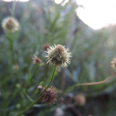 Calotis lappulacea (Yellow Burr Daisy) at Tennent, ACT - 18 Feb 2015 by MichaelBedingfield